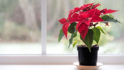 How Often Should You Water a Poinsettia? Plant Experts Reveal the Signs Yours Is Thirsty — and How to Get it Right