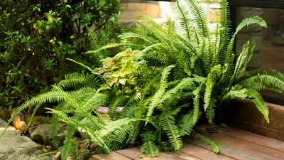 How to overwinter ferns – to keep both tender and hardy species protected during snow and frost