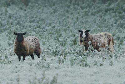 Temperatures set to drop to minus three overnight