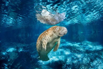 Florida’s manatees are actually relative newcomers, historical research suggests