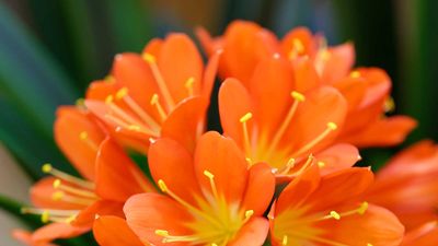 How to grow a clivia plant – essential tips for these fabulous flowering houseplants