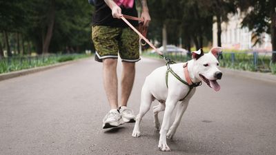 Here’s how to stop your dog from running out of the front door, according to an expert