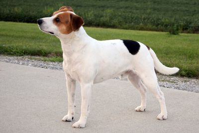 Meet the new breed of farmdog to be recognised by the American Kennel Club