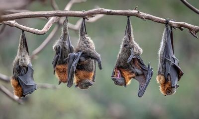 Australia’s flying foxes are ‘curious, gentle and intelligent’ – and often misunderstood