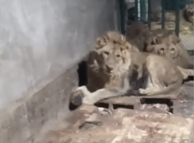 Zookeeper Eaten After Trying to Wrangle Lions for a Video to Send to His Girlfriend