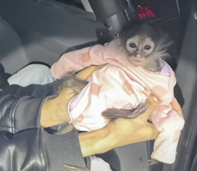 Rolls Royce Driver Caught with Illegal Pet Spider Monkey After Getting Pulled Over for Speeding: 'Next Level Monkey Business'