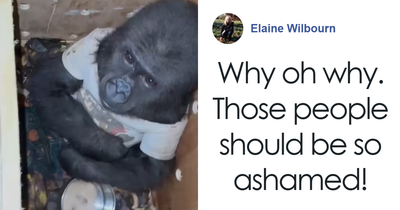 Critically Endangered Baby Gorilla Rescued By Authorities At Airport After Smuggling Attempt