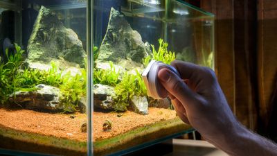 How to clean a fish tank in 6 simple steps