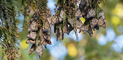 Monarch butterflies are in decline in NZ and Australia – they need your help to track where they gather