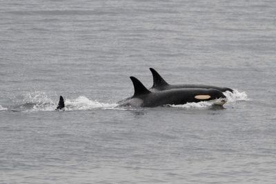 An orca that carried her dead calf for weeks in 2018 is doing so once again