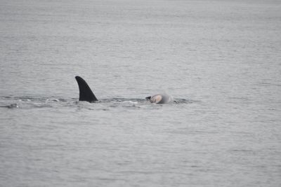 Grieving mother orca whale carries dead baby — again