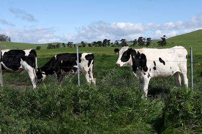 FDA to test raw milk cheese for bird flu