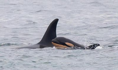 Grieving killer whale who carried calf’s body spotted again with dead baby