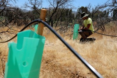 Disaster-hit Chilean Park Sows Seeds Of Fire Resistance