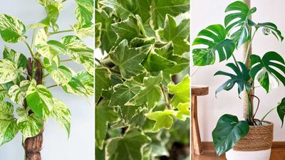 Houseplants that grow vertically – 5 vining varieties to create a jungle feel in your home