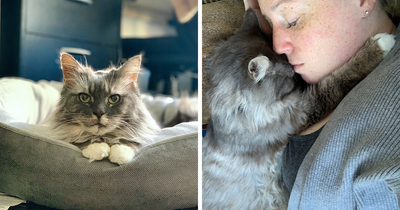 This Woman Adopted A Senior Cat Who Had Lived In A Hoarder’s Rabbit Cage For 12 Years