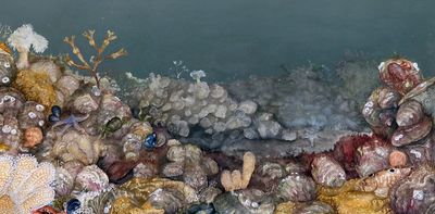 Oysters once crowded Europe’s coast – here’s how we discovered these long-forgotten reefs