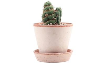 Houseplant of the week: Chilean dwarf torch cactus