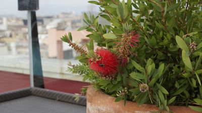 How to grow bottlebrush trees in pots – for a bounty of crimson blooms this summer