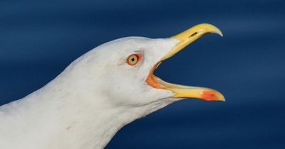 Potential action to tackle ‘out of control’ gulls in Scottish Borders