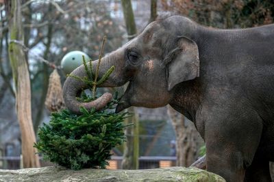 It's Christmas for the elephants as unsold trees are fed to the animals at Berlin Zoo