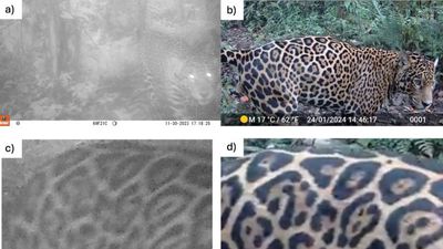 Trail cameras prove essential tools for preventing jaguars from becoming extinct in Ecuador