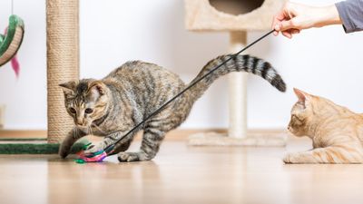 Why do cats pant after playing? Our vet reveals the possible reasons