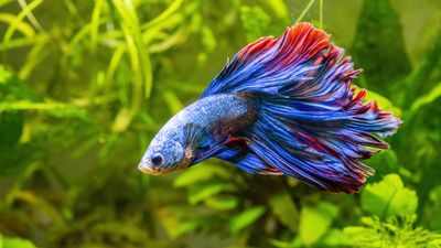 10 pretty tropical fish that could brighten up your aquarium