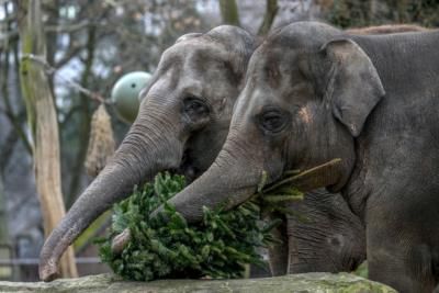 Berlin Zoo Animals Enjoy Christmas Trees As Enrichment