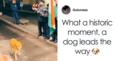 Guards Break Into Applause As Adorable Stray Dog Becomes First To Cross Romania-Hungary Border