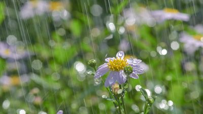 French drains vs dry wells – which is best for backyard water management?