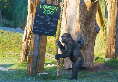 OPINION - The secret science behind a simple count: why we do the London Zoo stocktake