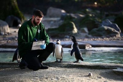 Breeding Success: London Zoo Counts Its Animals One-by-one