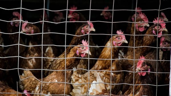 Bird flu could merge with seasonal flu to make mutated virus that could spread among humans, CDC warns