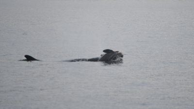 Grieving orca mom carries dead calf around on her head for a 2nd time