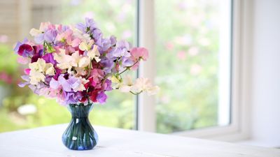 Sweet pea varieties: 9 captivating and fragrant blooms to grow