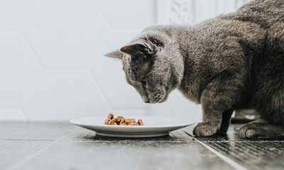 Lab-grown meat is the future for pet food – and that’s a huge opportunity for Britain