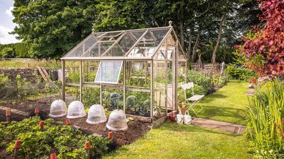 Greenhouse trends – 10 inspirational ideas for growing under glass in 2025