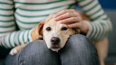 It’s fine to pet your dog when they’re scared, despite the outdated advice you might have heard