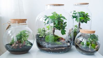 Where to place a terrarium – 4 perfect spots for terrariums and two dangerous places to always avoid