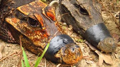 Orange dwarf cave crocodiles: The crocs that crawled into a cave, ate bats, and started mutating into a new species