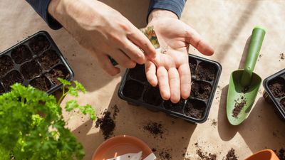 7 plants you can start growing indoors for January