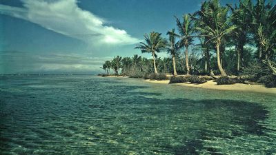 Guadeloupe to fell 'exotic' coconut trees to stem coastal erosion