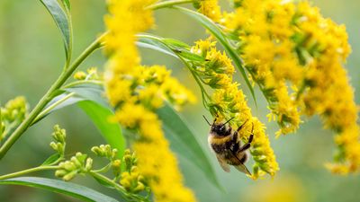 How to grow goldenrod – for a native prairie plant with nectar-rich flower spikes