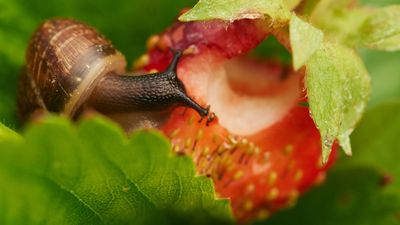 How to make a garlic spray – for a natural way to combat slugs on plants