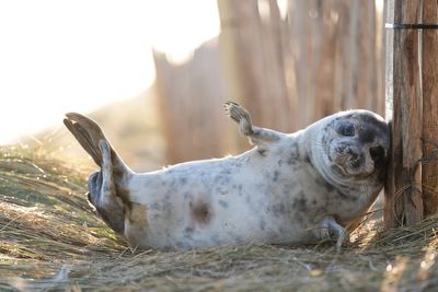 Thousands of grey seal pups counted at coastal breeding ground