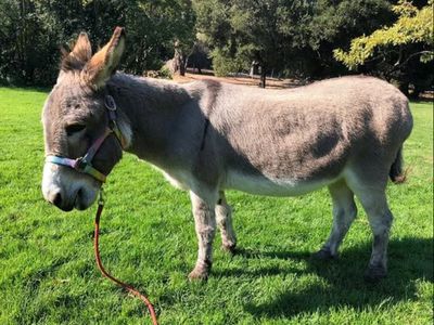 Perry the donkey, who inspired Eddie Murphy’s animated Shrek character. dies aged 30