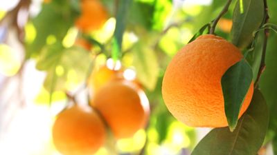 How to grow an orange tree and enjoy low-maintenance harvests of sweet, fragrant fruits