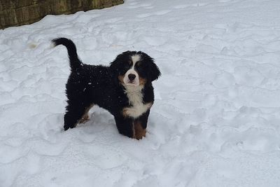 In Pictures: Puppies and ponies explore snowy landscapes