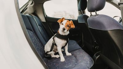 7 dog car safety tips for traveling with your pooch